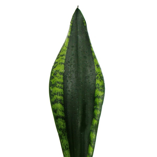 Sansevieria trifasciata Silver Flame - Bogenhanf mit ausgefallener Blattfärbung - 12cm Topf