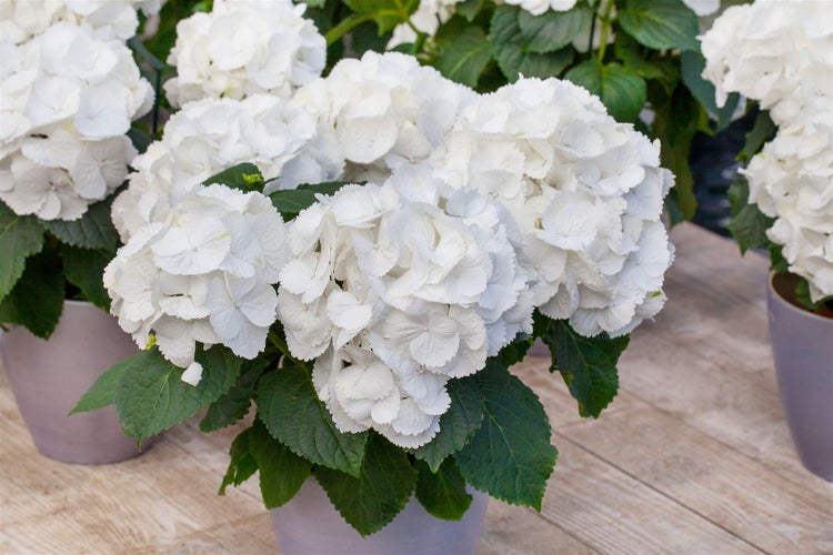 Hydrangea macrophylla 'Schneeball', Hortensie, weiß, 30–40 cm