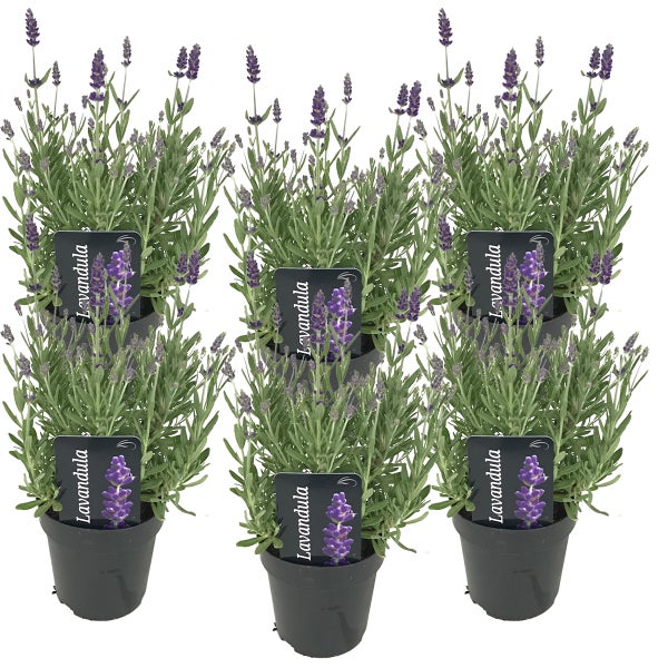 6x Lavandula angustifolia 'Ardèche' - Lavendel - Strauch - Winterherz – ⌀12 cm - ↕20-25 cm