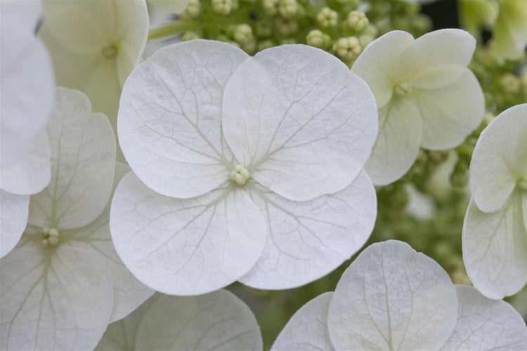 Hydrangea quercifolia 'Pee Wee', Eichenblatthortensie, 30–40 cm