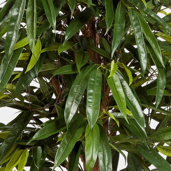 Nahaufnahme einer Kunstpflanze mit grünen, länglichen Blättern und naturgetreuen braunen Zweigen.