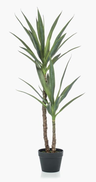 Grüne, spitze Blätter einer Agave-Pflanze in der Nahaufnahme.