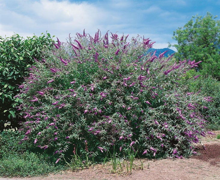 Buddleja 'Lochinch', Schmetterlingsflieder, lavendelblau, 40–60 cm