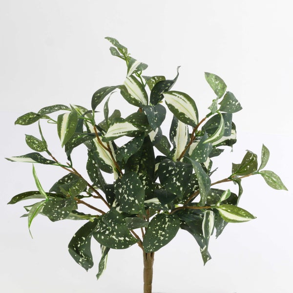 Zimmerpflanze Dracaena surculosa mit grün-weiß gesprenkelten Blättern.