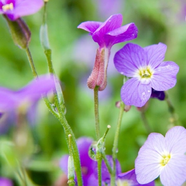 Nahaufnahme von violetten Blütchen