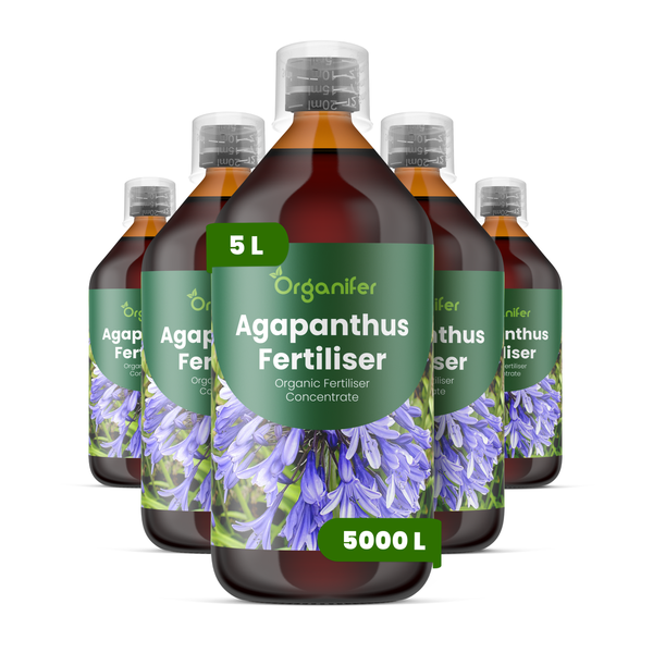 Fünf Flaschen Organifer Agapanthus Dünger, organisches Düngerkonzentrat für Schmucklilien, 5 Liter.