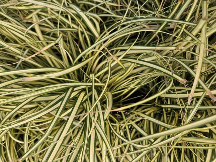 Japan-Segge Carex mit schmalen, grün und cremefarben gestreiften Blättern.