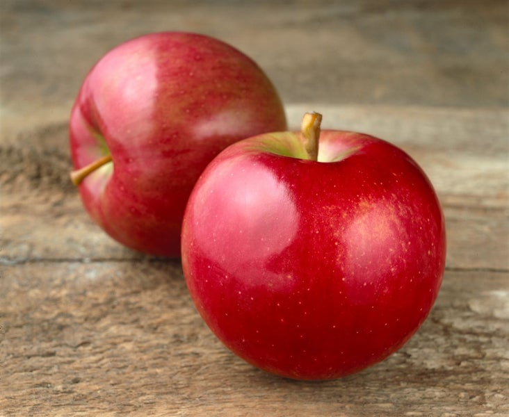Malus 'Idared', Apfelbaum, 150–200 cm