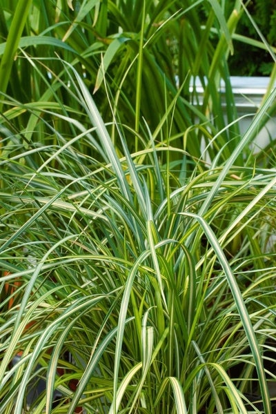 Calamagrostis x acutiflora 'England', Reitgras, 3-5 Liter Container