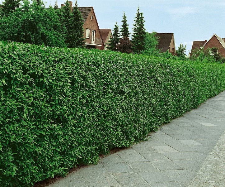 Ligustrum vulgare 'Atrovirens', Gewöhnlicher Liguster, immergrün, 125–150 cm