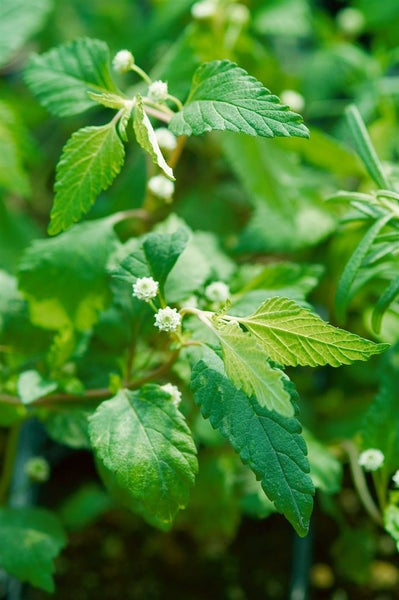 Nahaufnahme von Lippia-triphylla-Blättern und -Blüten