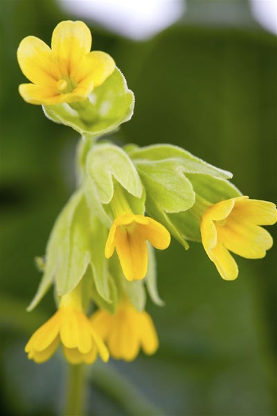 Primula beesiana, Etagen-Primel, rosa Blüten, ca. 9x9 cm Topf
