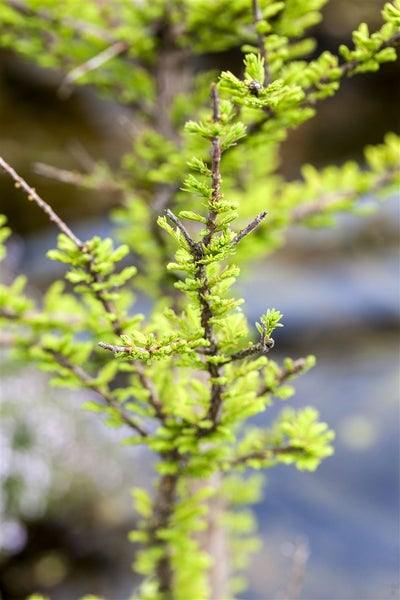 Taxodium distichum 'Peve Minaret', Sumpfzypresse, kompakt, 50–60 cm