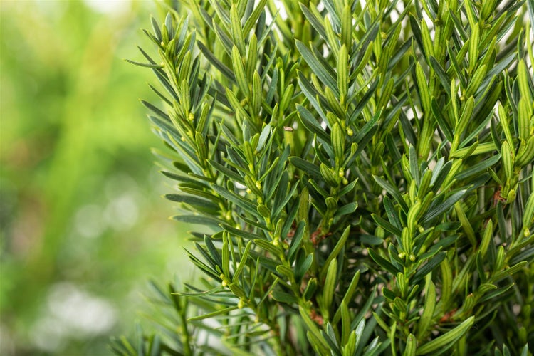 Taxus media 'Hillii', Säuleneibe, immergrün, 30–40 cm