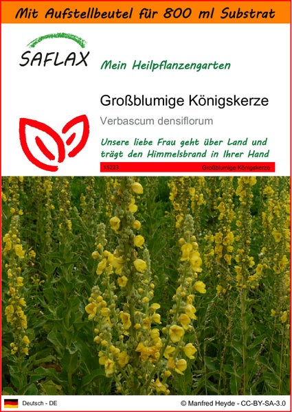 SAFLAX Garden in the bag - Großblumige Königskerze - Verbascum densiflorum - 500 Samen - Mit Anzuchtsubstrat im praktischen, selbst aufstellenden Beutel