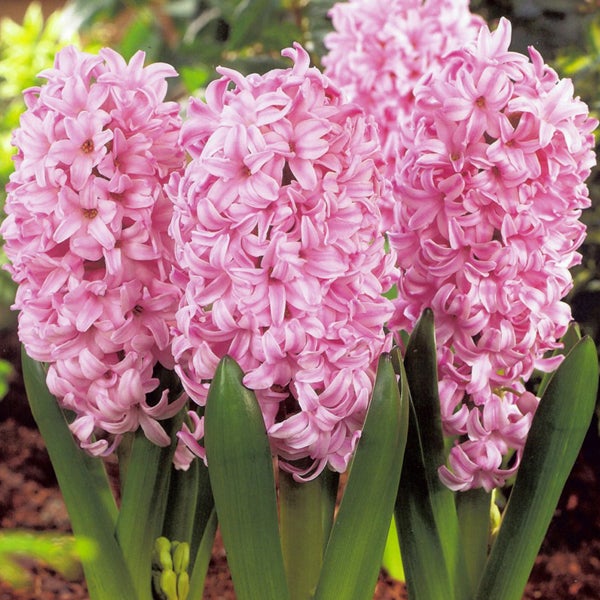 Nahaufnahme von rosa Hyazinthenblüten