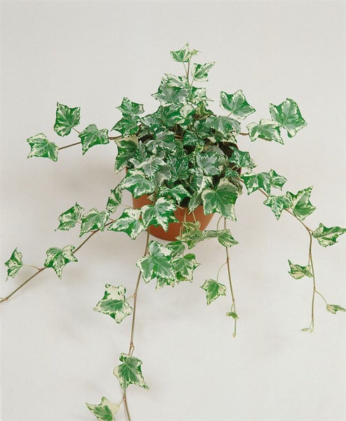 Hedera helix 'Eva', Efeu, grün-gelb, 40–60 cm
