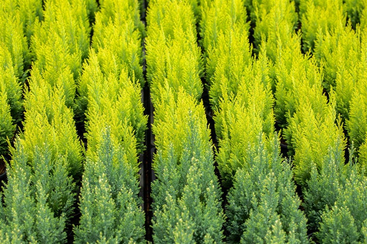 Chamaecyparis lawsoniana 'Ivonne', Gelbe Scheinzypresse, 60–80 cm