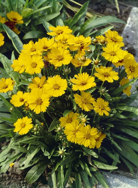 Coreopsis grandiflora 'Sonnenkind', Mädchenauge, gelb, ca. 9x9 cm Topf