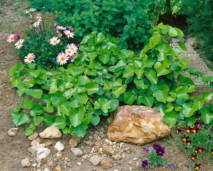 Hedera helix 'Arborescens', Efeu, immergrün, 20–30 cm