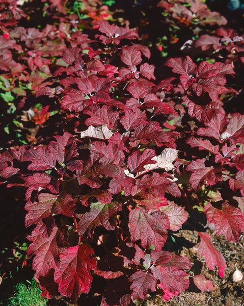 Hydrangea quercifolia 'Burgundy', Eichenblatthortensie, rot, 40–60 cm