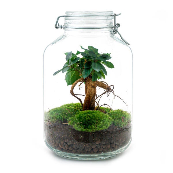 Flaschengarten Mason Jar - DIY-Pflanzenterrarium - 28 cm hoch - mit Ficus Ginseng Bonsai