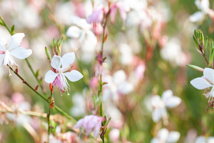 Gaura lindheimeri 'Gambit White', Prachtkerze, weiß, 2-3 Liter Container