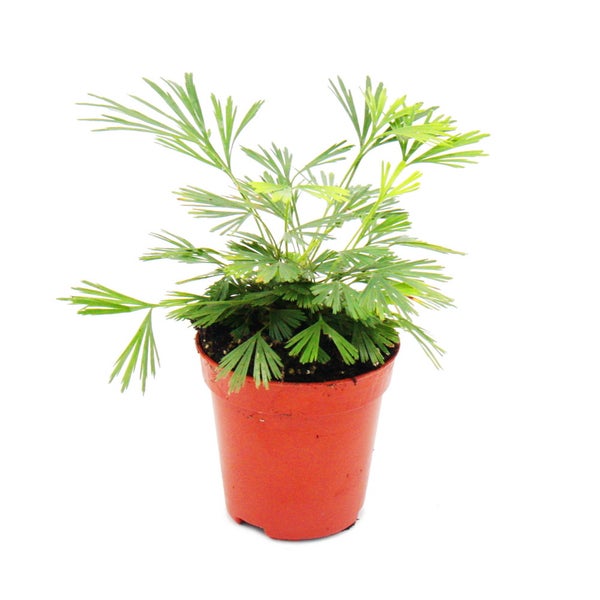 Mini-Pflanze Actiniopteris australis Palmwedelfarn Ideal für kleine Schalen und Gläser Baby-Plant im 5,5cm Topf