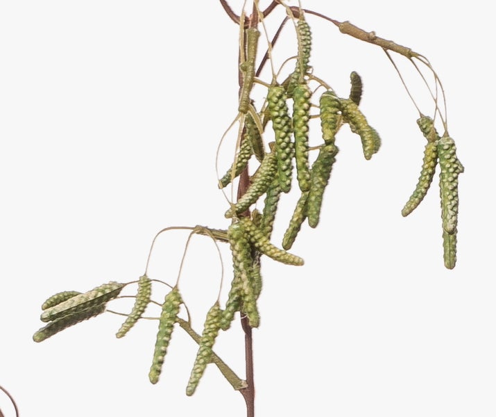 Birkenkätzchen an Zweigen, grüne hängende Blütenstände der Birke.