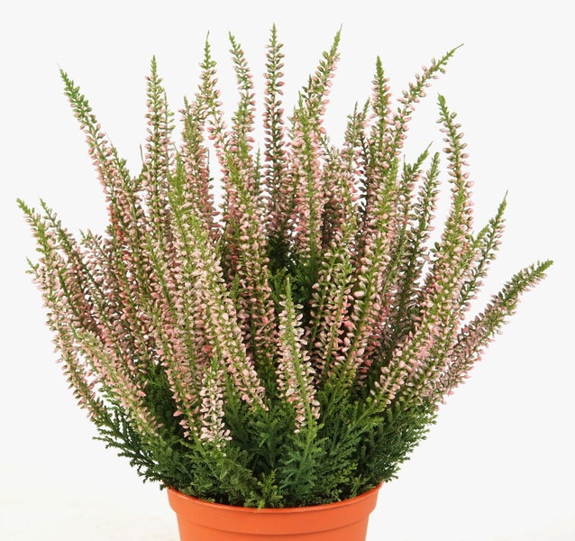 Draufsicht einer Besenheide Calluna vulgaris mit vielen rosafarbenen Blüten und grünen Zweigen.