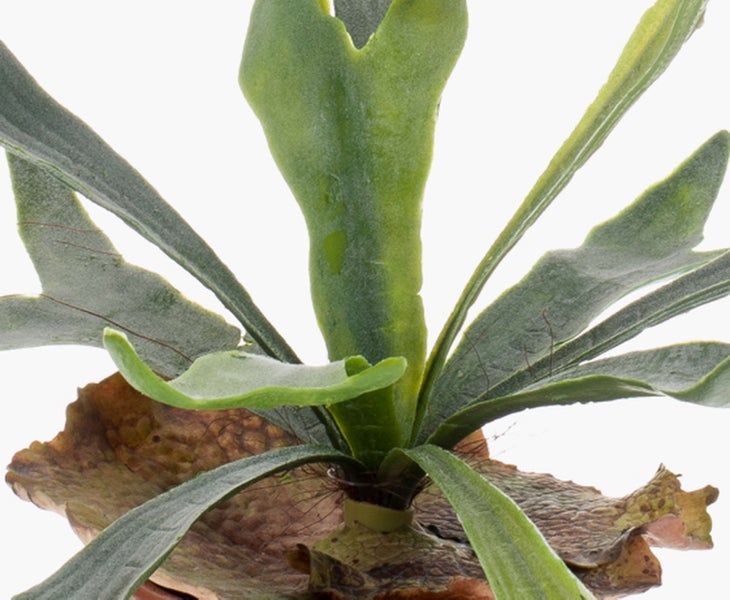 Geweihfarn Platycerium mit charakteristischen grünen geweihartigen Wedeln und braunen Mantelblättern.