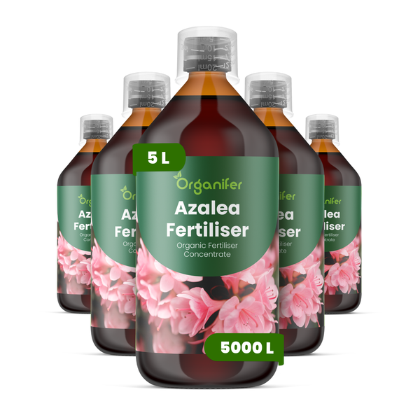 Organifer Azaleendünger Konzentrat, 5 Liter Flasche für circa 5000 Liter Düngerlösung, organischer Pflanzendünger.
