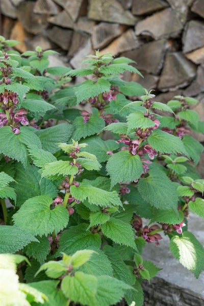 Lamium orvala, Taubnessel, rosa Blüten, ca. 11x11 cm Topf