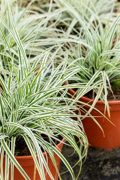 Carex oshimensis 'Everest', Japan-Segge, grün-weiß, ca. 9x9 cm Topf