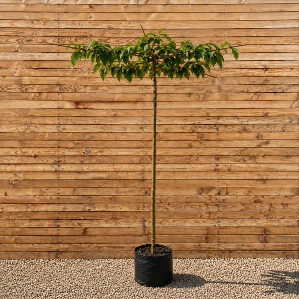 Ein Hochstamm Baum mit grünen Blättern in einem schwarzen Pflanzkübel vor einer Holzwand.