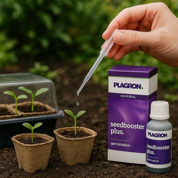 Anwendung des Plagron Seedbooster Plus auf junge Pflanzen in Anzuchttöpfen mit Pipette neben Produktverpackung und Anzuchtkasten