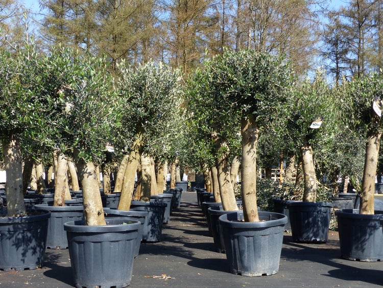 Olivenbaum Bonsai 160 cm Olive beste Qualität, Stammumfang 30 - 40 cm, winterhart, Olea Europaea