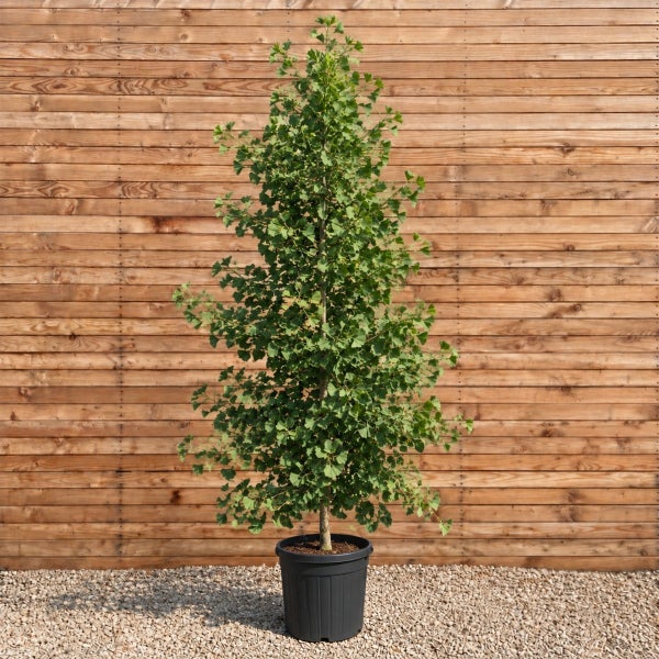 Ein junger Ginkgo Baum in einem Pflanzkübel aus Kunststoff vor einer Holzwand.