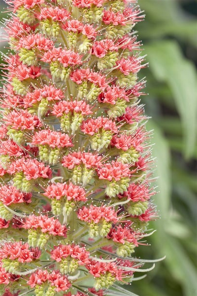 Echium russicum, Roter Natternkopf, ca. 9x9 cm Topf