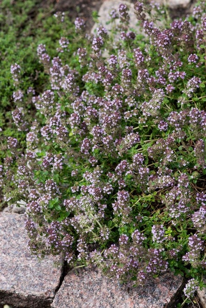 Thymus herba-barona, Kümmelthymian, aromatisch, ca. 9x9 cm Topf