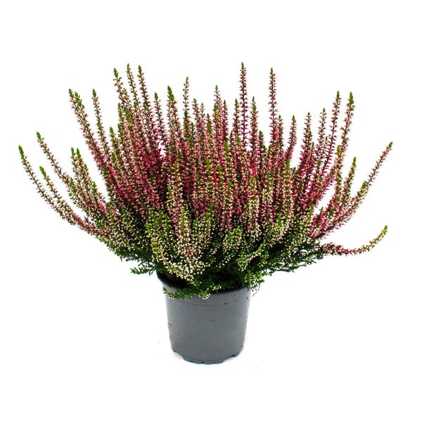 Calluna vulgaris - Set mit 3 Pflanzen - Besenheide - Heidepflanze - winterhart - 11cm Topf - rosa