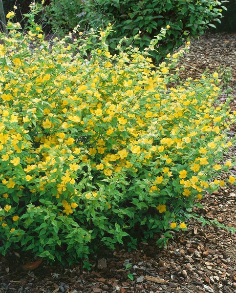 Kerria japonica 'Golden Guinea', Ranunkelstrauch, gelb, 40–60 cm