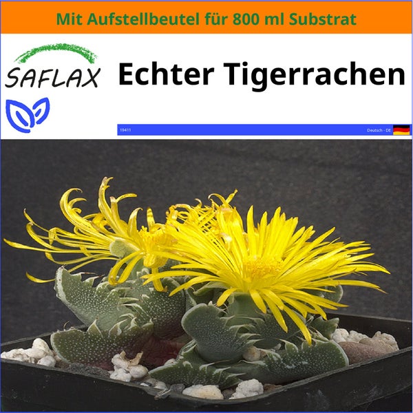 SAFLAX Garden in the bag - Echter Tigerrachen - Faucaria tigrina - 40 Samen - Mit Anzuchtsubstrat im praktischen, selbst aufstellenden Beutel