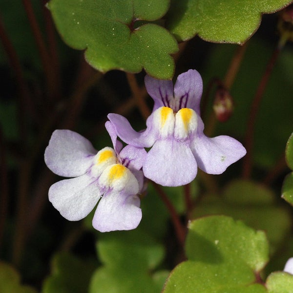 Blüten des Zymbelkrauts mit herzförmigen Blättern