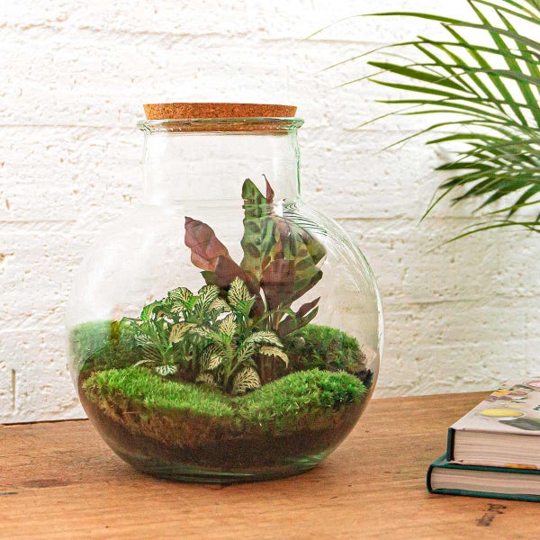 Flaschengarten Teddy DIY-Pflanzen-Terrarium 27cm hoch mit Calathea-Pflanze incl. Schaufel und Rechen