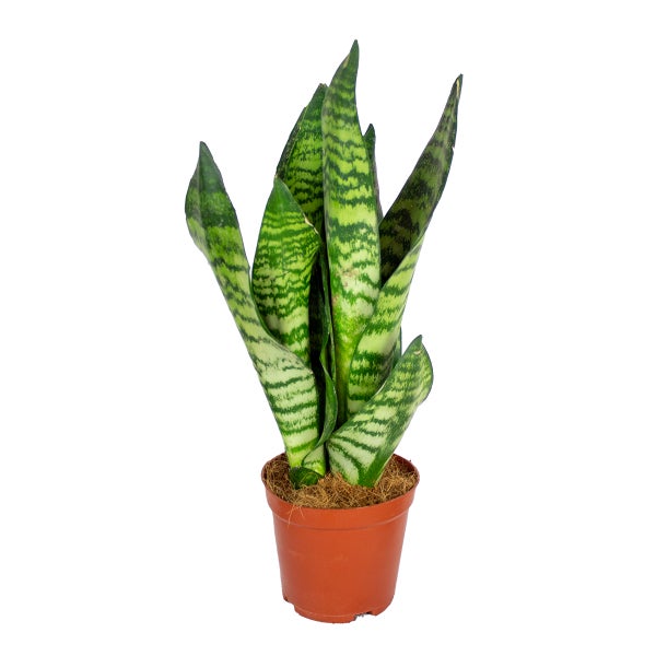 Sansevieria 'Zeylanica' | Zimmerpflanze im Kinderzimmertopf cm12 cm - ↕30-40 cm