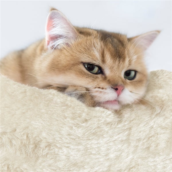 Nahaufnahme einer Katze, die auf einem Katzenbaum liegt