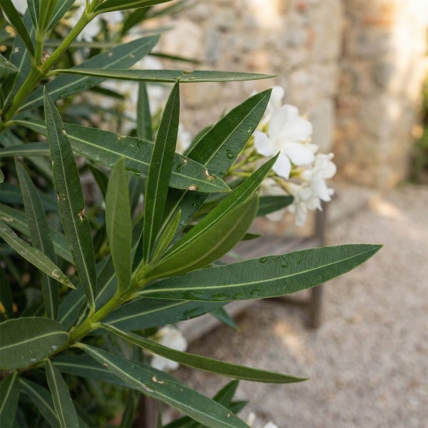 Oleander Nerium oleander mit grünen Blättern und weißen Blüten.