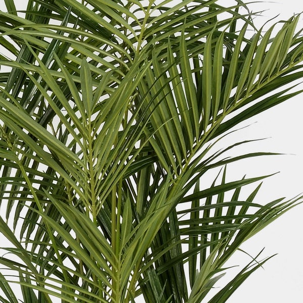 Nahaufnahme von grünen Palmwedeln mit langen, schmalen Blättern.