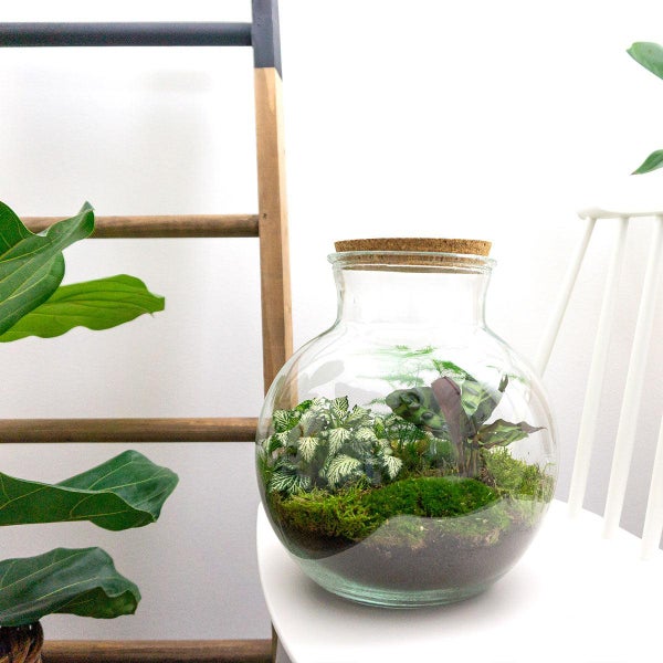 Flaschengarten Teddy - DIY-Pflanzen-Terrarium - 27cm hoch - mit Calathea-Pflanze
